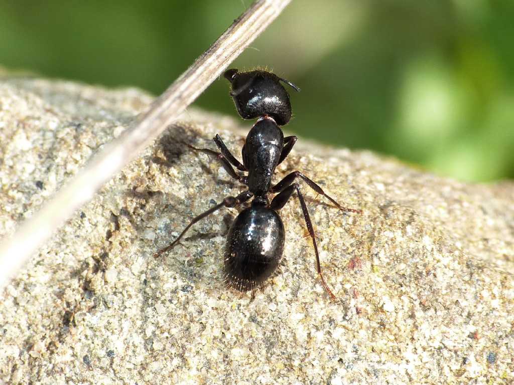 Camponotus aethiops dopo la battaglia